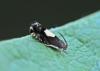 Pammene regiana